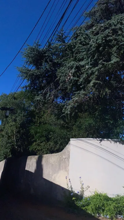 Élagage d’un grand arbre avec évacuation des végétaux , Marseille 16, Canlay Jovanni