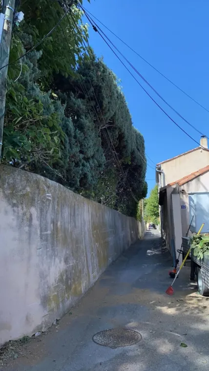 Taille de haies de cyprès , Marseille 16, Canlay Jovanni