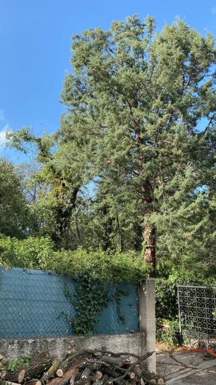 Abattage, cyprès bleu