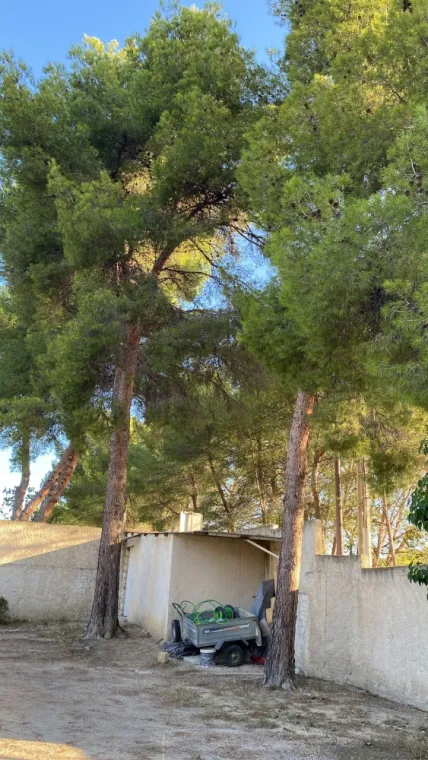 Abattage de 2 pins sans évacuation 13 rognac, Marseille 16, Canlay Jovanni