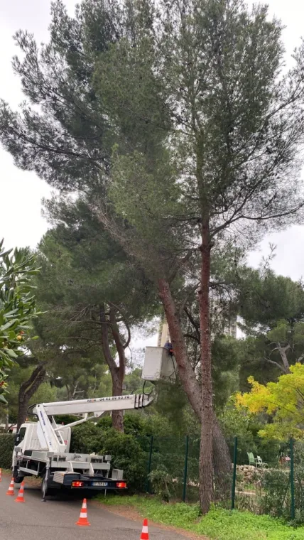 Abattage d’un pin Marseille, huitième avec évacuation des végétaux, Marseille 16, Canlay Jovanni